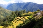 Nepal rijstveld.jpg